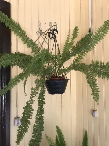 Samambaia Pendente/ planta 