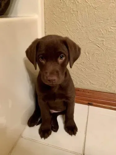 Labrador: o amigo ideal para toda a família!