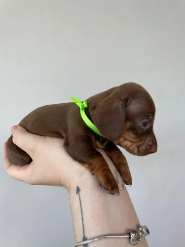 dachshund