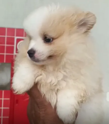 Spitz Alemão anao