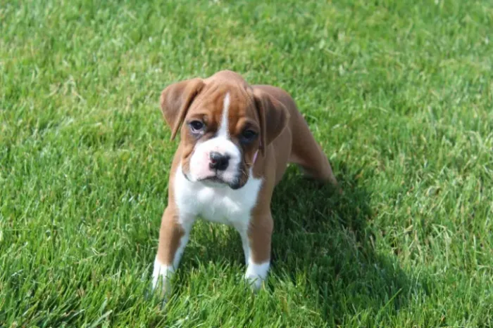 Boxer dócil