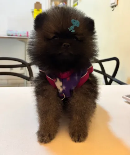 Spitz alemão Macho ótima linhagem 