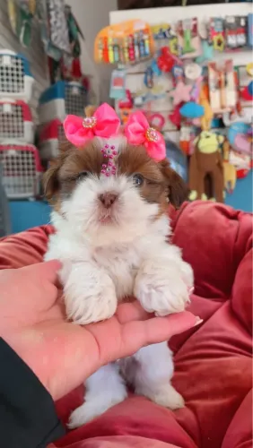 Shih tzu fêmea branca e chocolate $2.300,00