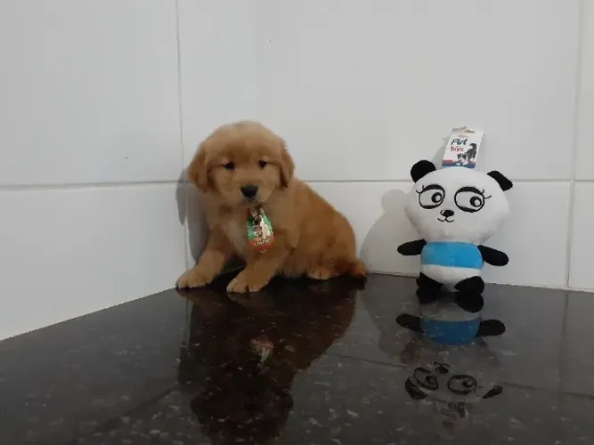 '' Macho e Fêmea Golden Retriever com vacina importada ''