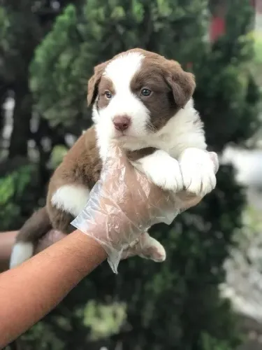 Border Collie os mais saudaveis e legetimos pacotinhos de amor 