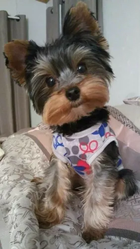 Yorkshire Terrier Fofo com roupas de patas