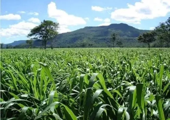 Sementes de capim Mombaça - 20 kg 