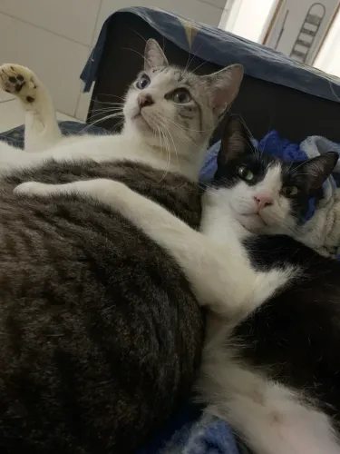 Doação Conjunta! 2 gatos machos enormes 