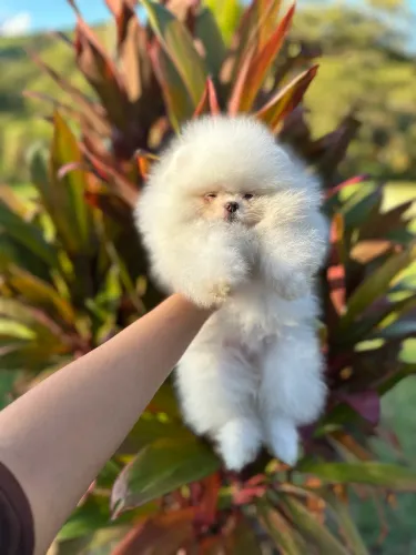 LULU DA POMERANIA!!