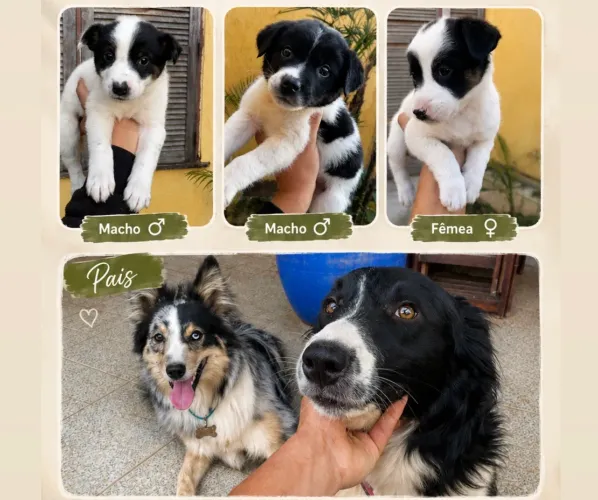 Border Collie disponível para venda - Filhotes