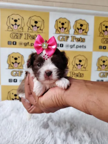Shihtzu fêmea linhagem chocolate