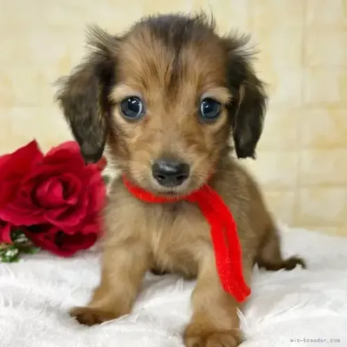 Filhotinhos dachshund/teckel/basset/salsicha/cofap dócil e saudável