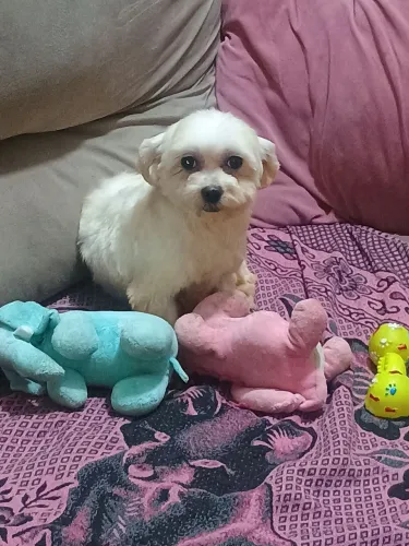 Maltês prenha-vendo o casal R$ 16500