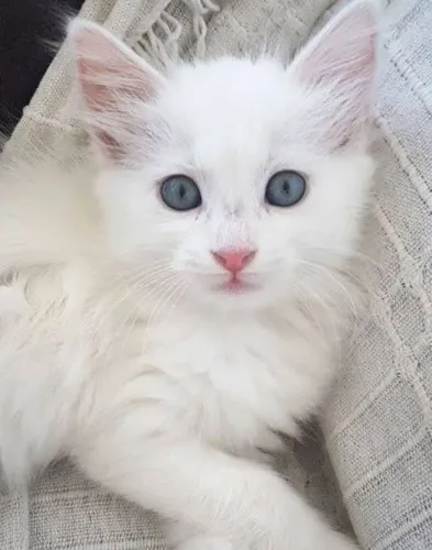 Gato de raça khao mane