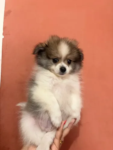 Spitz Alemão