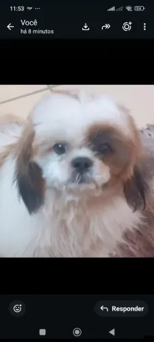 Com pedigree 6 meses