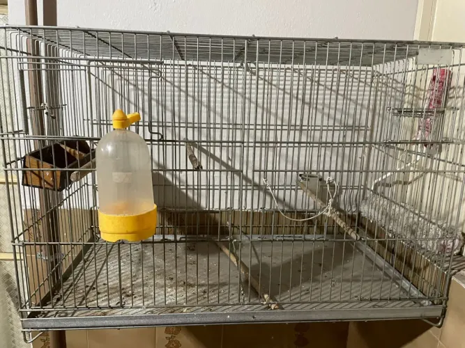 Gaiolas para passarinho