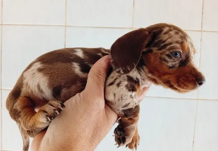 Salsicha dachshund filhotes basset