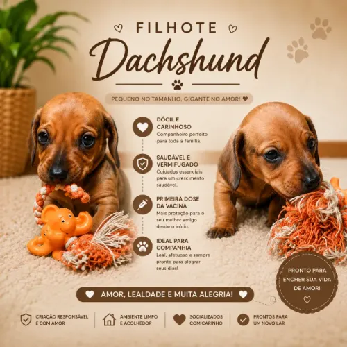 Filhotes Machos Dachshund 