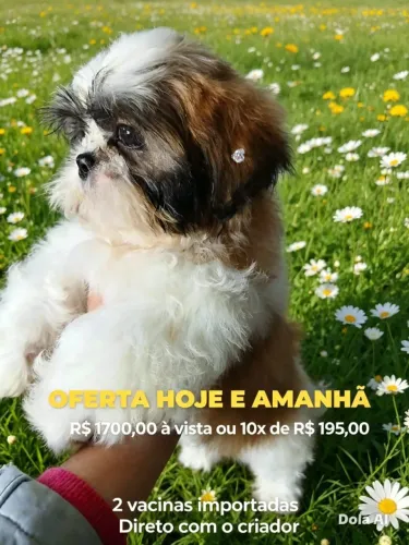 Filhote de shitzu fêmea