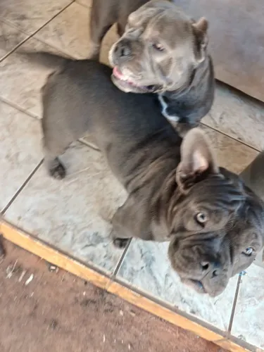 Cachorro americano bully 