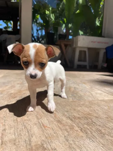 Cachorrinha Filhote de Pincher