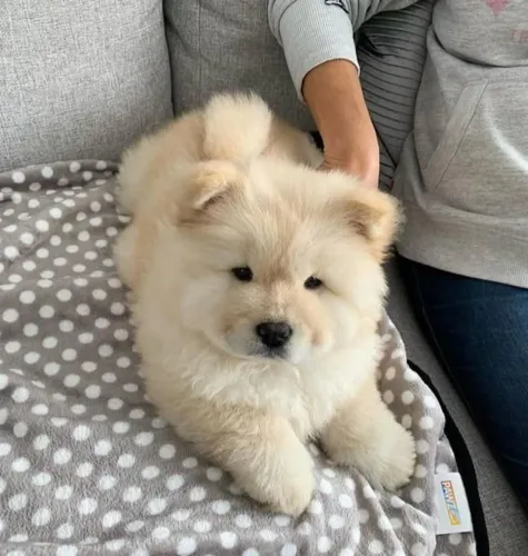 Chow Chow Filhotinhos selecionados para quem busca amor e fofura