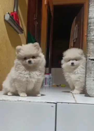 Spitz anão mini machinho 