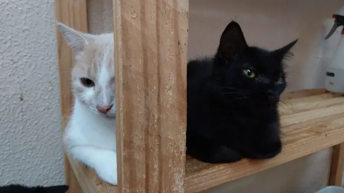 Gatos pretos peludos gatinho filhote e adultos femeas e machos 