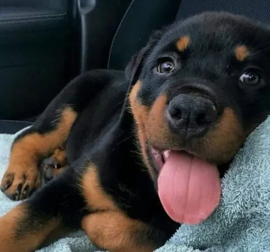 Filhotes De Rottweiler - Amizade Que Traz Alegria 