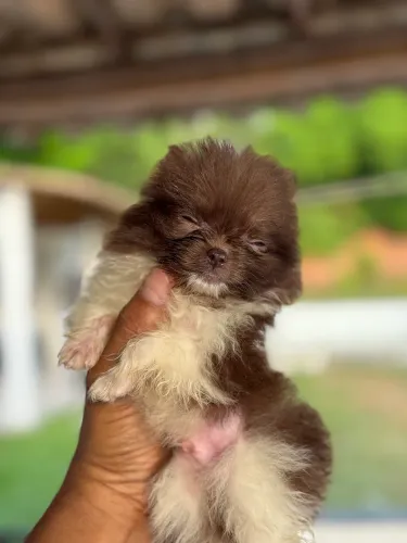Machinho filhote Spitz alemao anao (Lulu da Pomerânia)