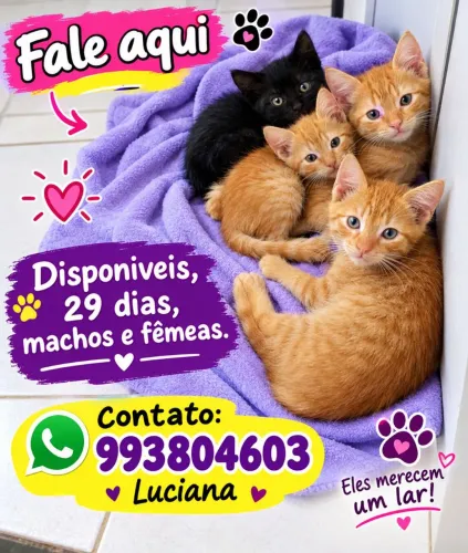 Gato e Gata filhotes