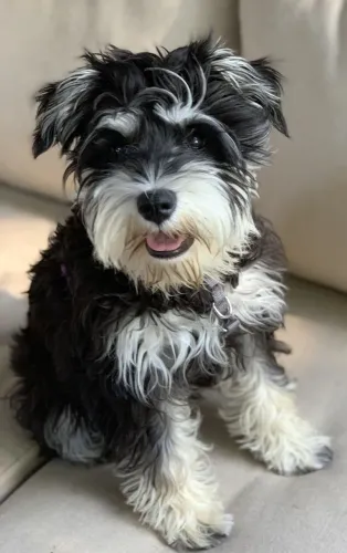 Sua amiguinha de quatro patas de Schnauzer!!! 