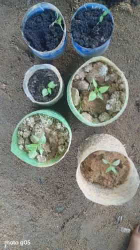 Estou vendendo seis mudas de pimenta malaguetinha,por R$2,00 reais cada, deve vir retirar