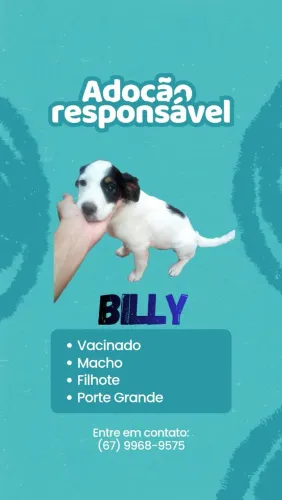 Cachorro macho pra adoção