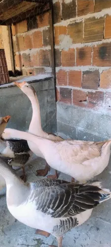 Gansos