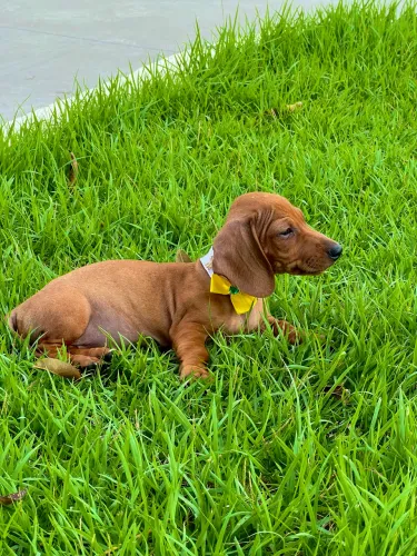 Cachorro
