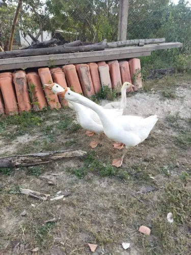 Casal de gansos sinaleiro chinês