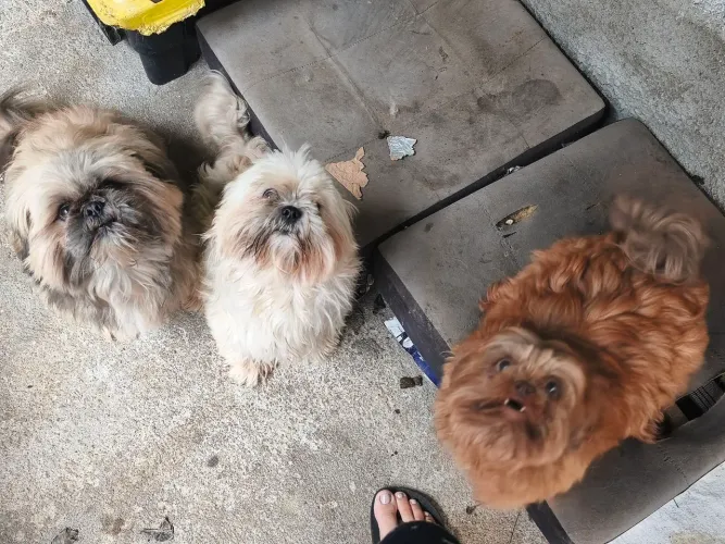 (Doação responsável) 3 Shih-tzu super dócil .