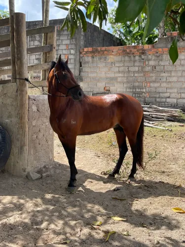 Cavalo mangalarga