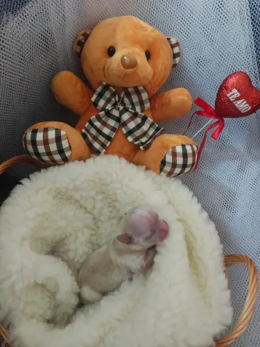 CHIHUAHUA DOURADO COM PEDIGREE 