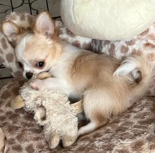 Chihuahua brincalhão