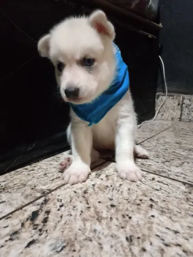 Cachorro raça Akita