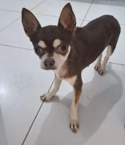 Chihuahua Castrada 6 anos