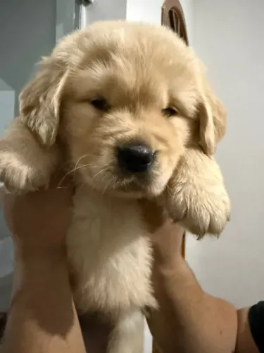 Golden Retriever Filhotes Fascinantes.