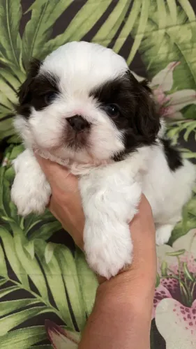 Lhasa Apso todas as cores, com pedigree e suporte veterinário gratuito!