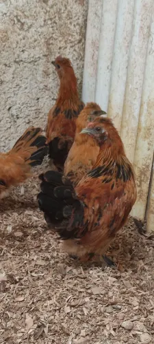 Casal de cruza de  Garnize com Sedoso 