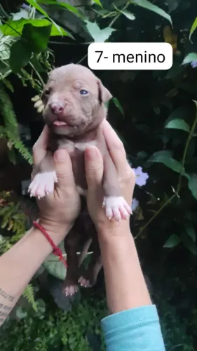 3 filhotes American bully marrom