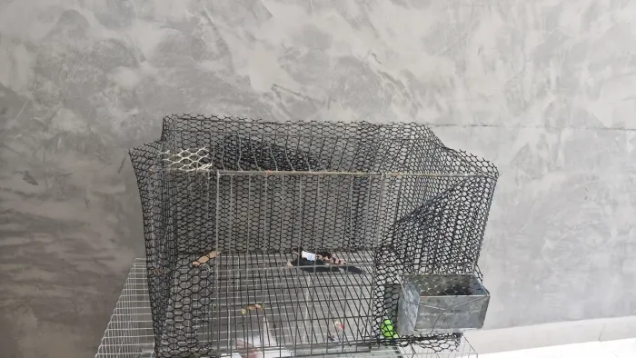 GAIOLA PRA SAIR RÁPIDO 