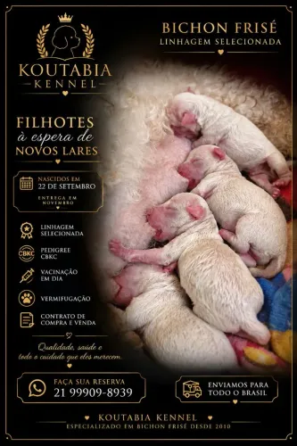 Filhotes Bichon frisé